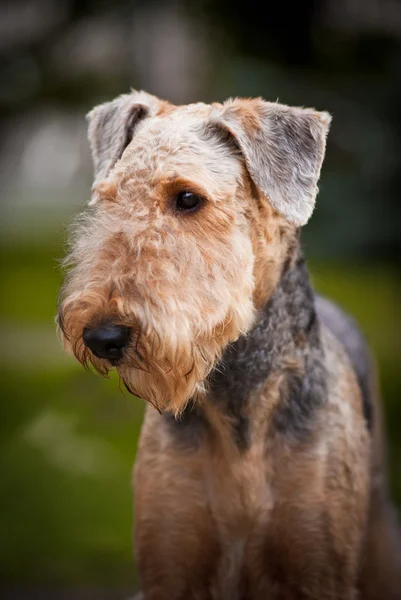 Retrato bonito Airedale Terrier — Fotografia de Stock