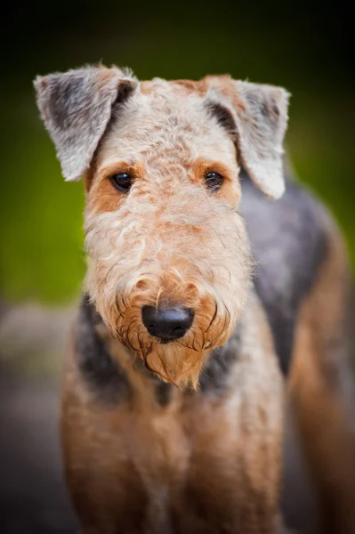 Retrato bonito Airedale Terrier — Fotografia de Stock
