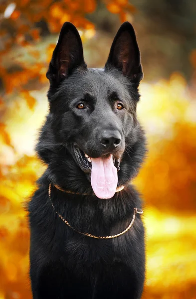 Cão pastor preto no fundo do outono — Fotografia de Stock