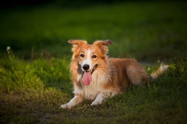 kırmızı köpek kenar kömür ocağı yalan