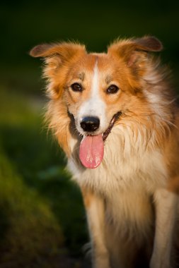 kırmızı köpek kenar kömür ocağı