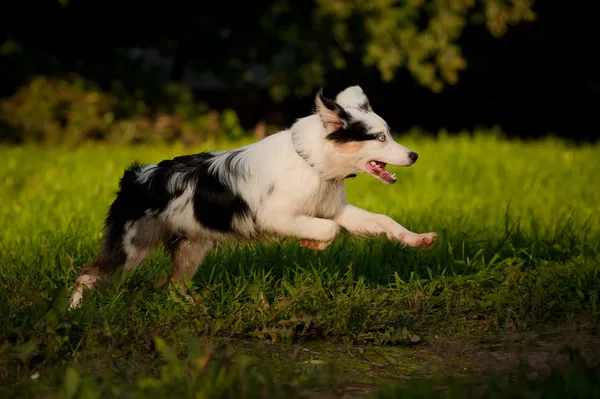 オーストラリアン シェパードの merle の子犬を実行しています。 — ストック写真