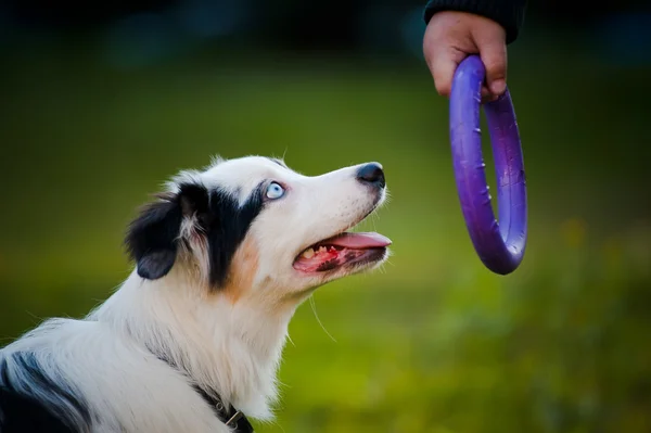 Owczarek australijski puppy merle i zabawki — Zdjęcie stockowe