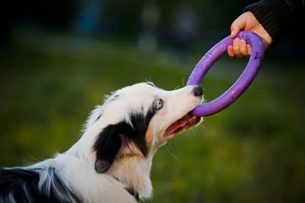 Australian shepherd merle valp och leksak — Stockfoto