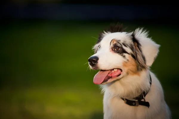 Hund australischer Schäferhund merle — Stockfoto