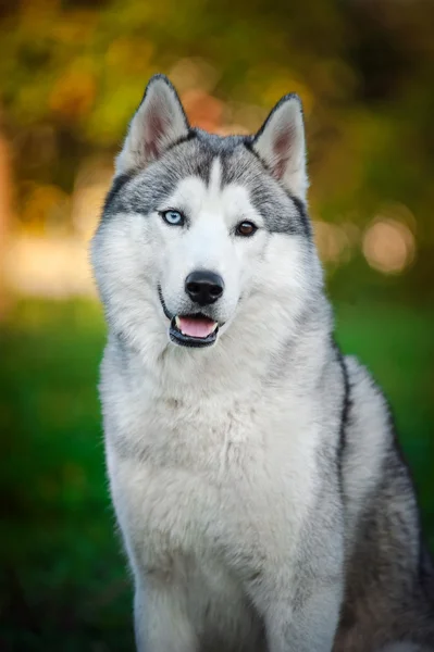 Husky hond kijkt naar de camera — Stockfoto