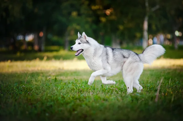 Cão bonito husky correndo na grama — Fotografia de Stock