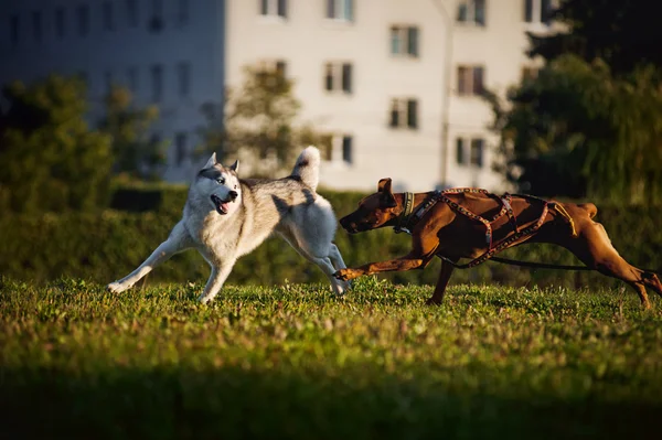 Hundar husky och ridgeback kör — Stockfoto