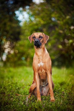 köpek ridgeback çimlerde oturan