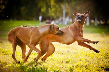 iki köpek ridgeback oynama