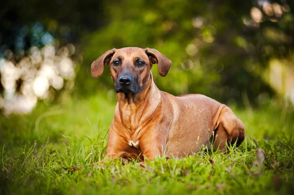 Köpek ridgeback çim üzerinde yalan — Stok fotoğraf