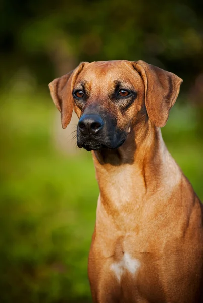 Ridgeback πορτραίτο σκύλου — Φωτογραφία Αρχείου