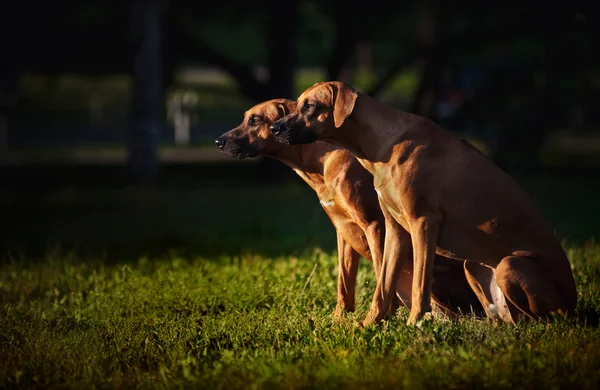 Dwa psy ridgeback siedzi w profilu na trawie — Zdjęcie stockowe