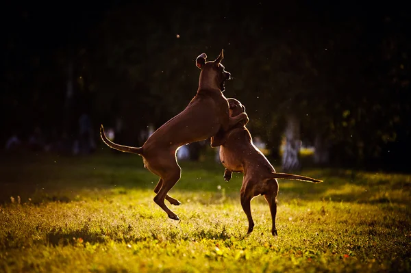 Δύο σκυλιά ridgeback παίζει — Φωτογραφία Αρχείου