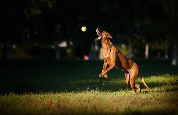 Hund Ridgeback spielt mit Ball — Stockfoto