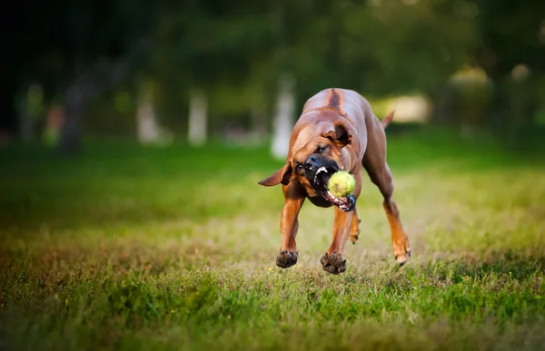 Pes ridgebacka hrát s míčem — Stock fotografie