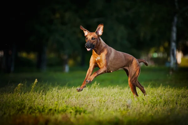 Hundeschlittenrennen — Stockfoto