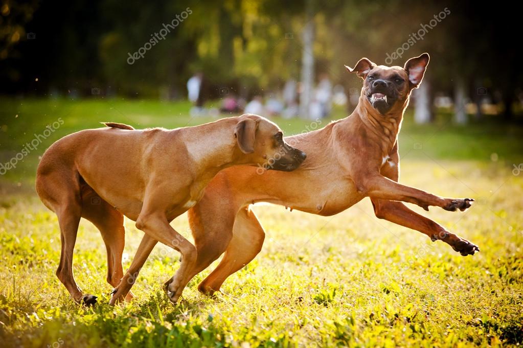 two dogs ridgeback playing | 图库照片 08 ksenia raykova