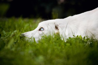 beyaz köpek başını çimenlerin üzerinde koymak.
