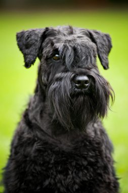 Genç minyatür schnauzer portre