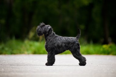 Genç minyatür schnauzer profilinde duruyor
