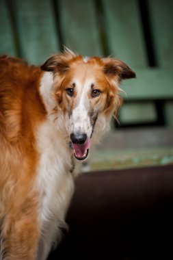 köpek Rus borzoi portresi