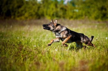 Köpek sahada koşuyor.