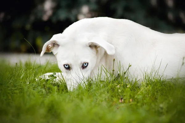 Chien blanc couché sur l'herbe — Photo