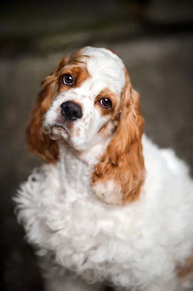 Spaniel cucciolo guardando la fotocamera — Foto Stock