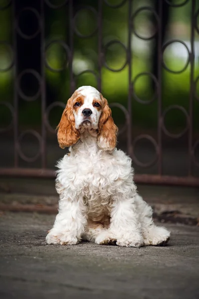 スパニエルの子犬の座っていると、カメラを見て — ストック写真