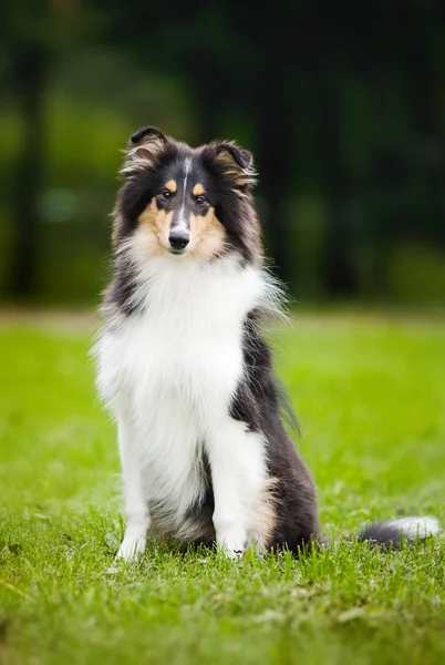 Young little puppy collie — Stock Photo, Image