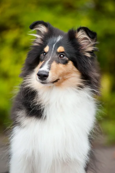 Young little puppy collie — Stock Photo, Image