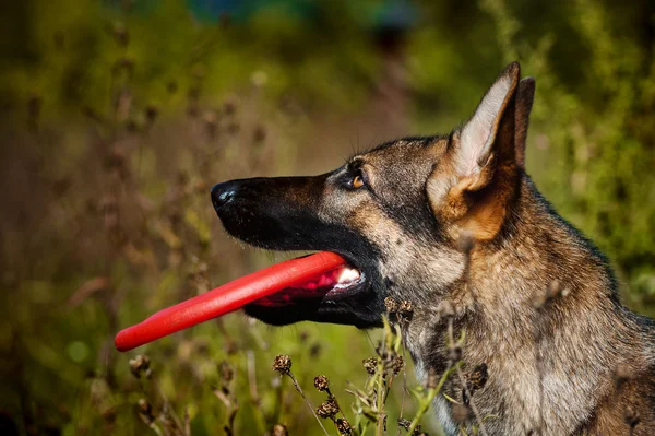 犬はディスクを保持します。 — ストック写真