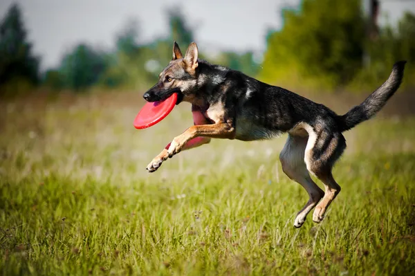 Młody czerwony rasy border collie — Zdjęcie stockowe