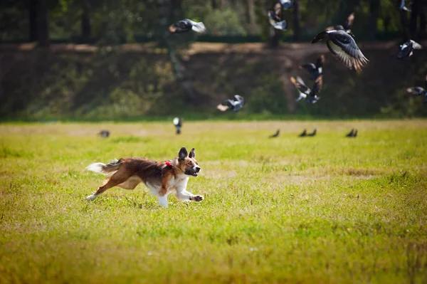 Happy border collie chases a flock of birds — Stock Photo, Image