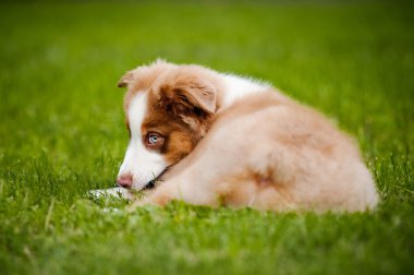 yalan genç köpek yavrusu Avustralyalı çoban