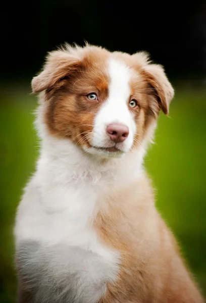 Jeune mignon petit portrait de chiot — Photo