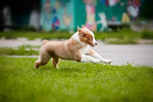 Kleine pup uitgevoerd — Stockfoto