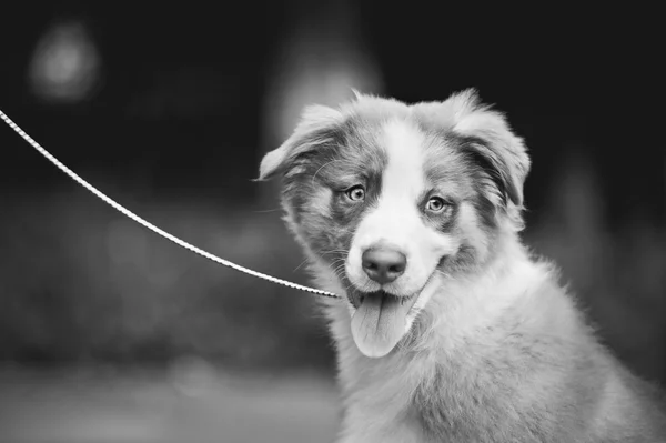 かわいい面白い子犬オーストラリアン ・ シェパード — ストック写真