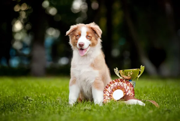 Pequeño cachorro y su taza de premio — Foto de Stock