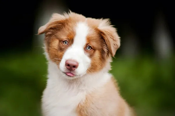 Симпатичный смешной щенок австралийской овчарки Стоковая Картинка