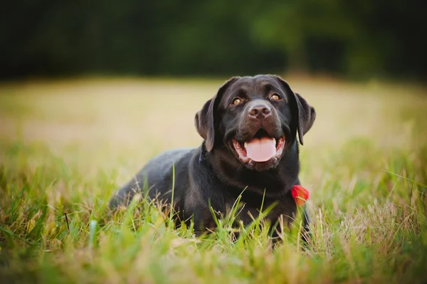 Labrador marrone sdraiato — Foto Stock