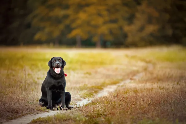 Bruine labrador zittend op een voetpad — Stockfoto