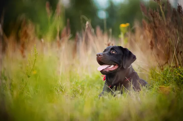 Brązowy labrador leżącego — Zdjęcie stockowe