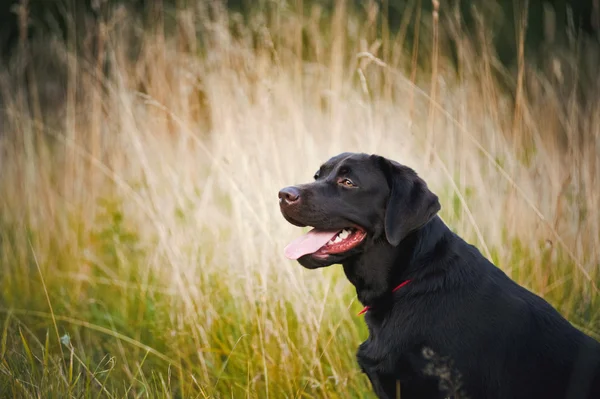 Porträt eines braunen Labradors — Stockfoto