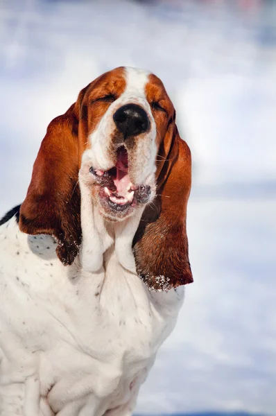 Cão de Basset engraçado no inverno — Fotografia de Stock