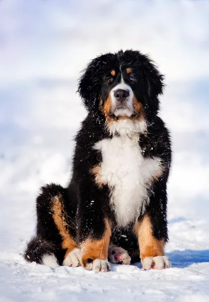 Cachorro esponjoso sentado en invierno — Foto de Stock