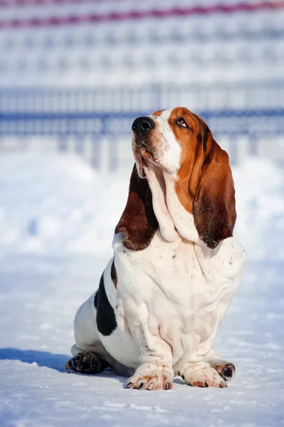 Ładny basset hound zimą — Zdjęcie stockowe