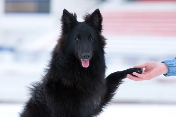 Hübscher junger schwarzer Hund gibt Pfote — Stockfoto