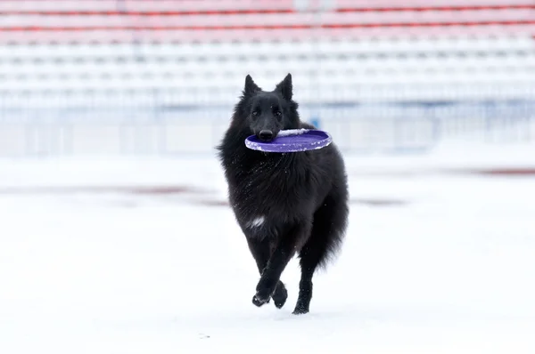 Jeune chien noir jouant — Photo